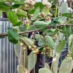 Muchovník kanadský (Amelanchier canadensis) ´LAMARCKII´ - výška 240-280 cm, obvod kmeňa 6/8 cm, kont. C25L - NA KMIENKU